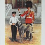 C.A. Collins Irish Guards Mascot