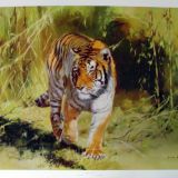 Leonard Pearman Bengal Tiger