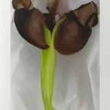 Georgia O’Keeffe Iris