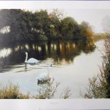 David Smith Swans on the River
