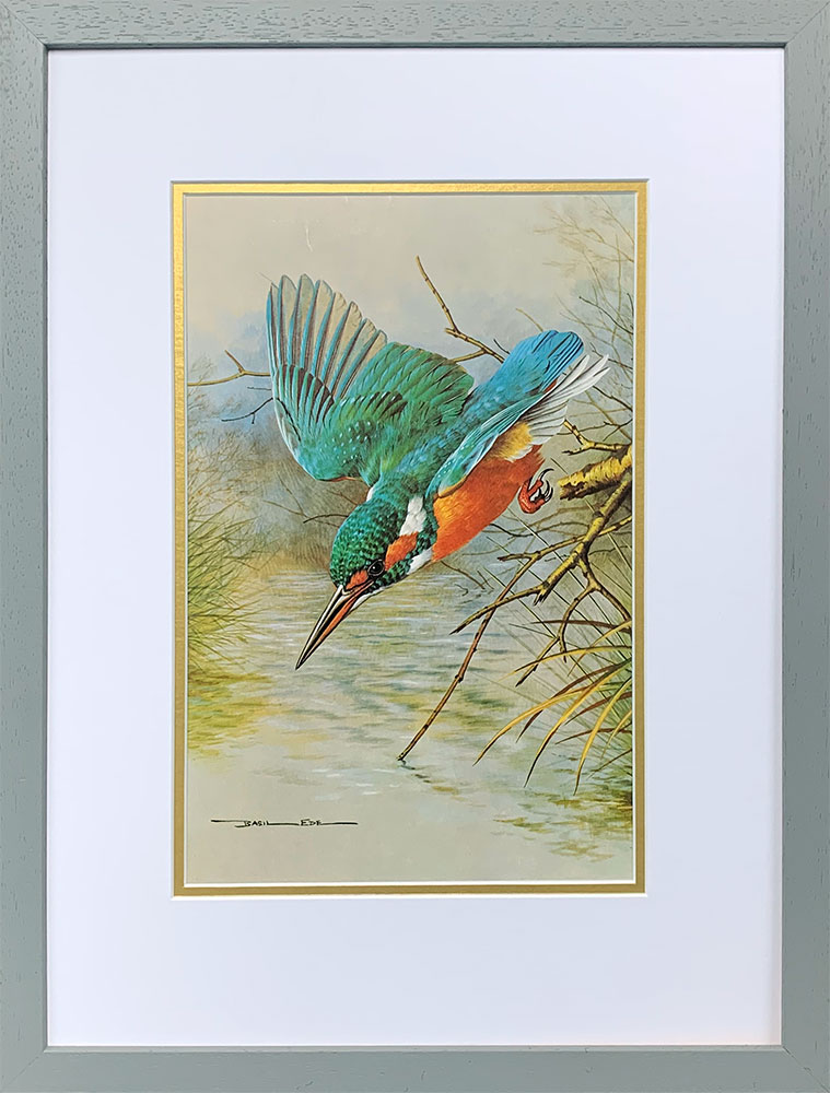 Basil Ede Kingfisher Diving