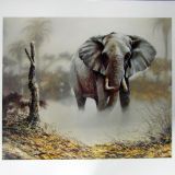 Spencer Hodge  Elephant in the Dust
