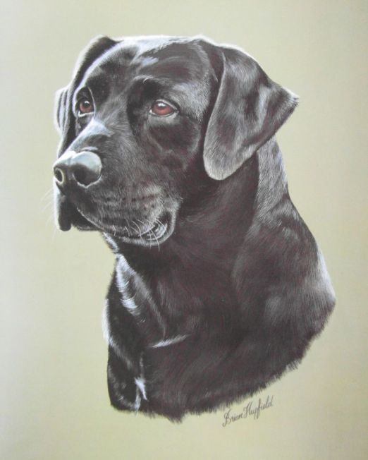 Brian-Hupfield Black-Labrador